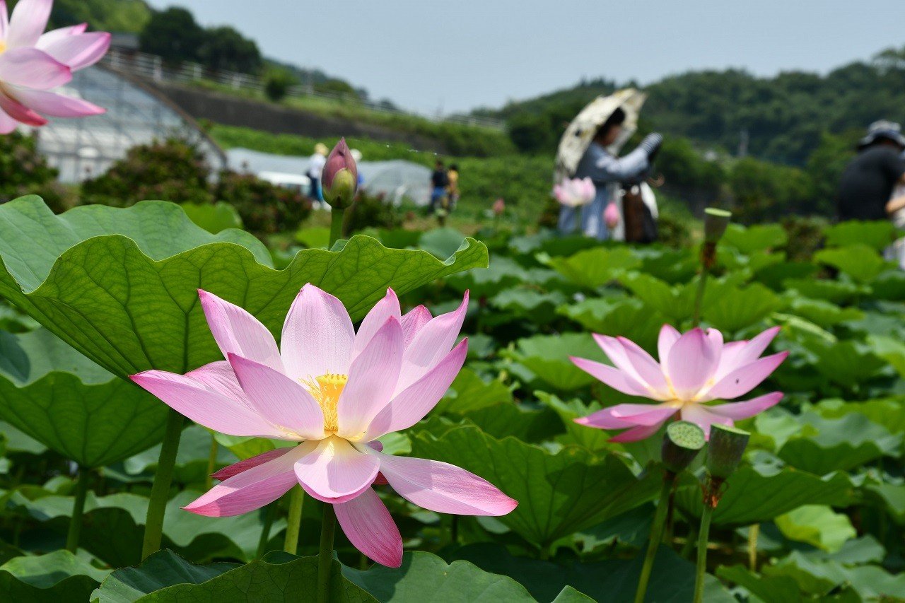 🌸 가라코 연꽃 공원(카라코 하스엔) 이미지 2